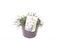 Армерия приморская "Alba" 25/13 (Nieuwkoop Europe) 41749 - фото 103379