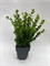 Самшит 40/17 (Nieuwkoop Europe) 41796 - фото 103426