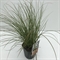 Осок "Prairie Fire Color Grass" 30/17 (Nieuwkoop Europe) 41806 - фото 103581