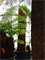 Диксония антарктическая 300/65 (Nieuwkoop Europe) 41872 - фото 103647