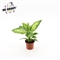 Диффенбахия "Compacta" 25/9 (Nieuwkoop Europe) 41883 - фото 103658