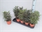 Дизиготека элегантная mix 32/12 (Nieuwkoop Europe) 41893 - фото 103668