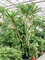 Драцена гимея 500/80 (Nieuwkoop Europe) 41912 - фото 103687