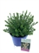 Хебе "Maby Marie" 25/17 (Nieuwkoop Europe) 42265 - фото 104125