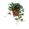 Плющ обыкновенный "Shamrock" (Nieuwkoop Europe) 42270 - фото 104130