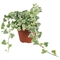 Плющ обыкновенный "White Wonder" (Nieuwkoop Europe) 42272 - фото 104132
