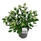 Гортензия метельчатая "Early Harry" 80/32 (Nieuwkoop Europe) 42307 - фото 104167