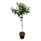 Гортензия метельчатая "Early Harry" 140/32 (Nieuwkoop Europe) 42308 - фото 104168