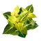 Ирезина Гербстии "gold star" 25/13 (Nieuwkoop Europe) 42342 - фото 104201