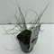 Ситник развесистый "Spiralis" 25/13 (Nieuwkoop Europe) 42355 - фото 104214