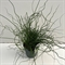 Ситник развесистый "Spiralis" 30/17 (Nieuwkoop Europe) 42356 - фото 104215