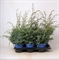 Можжевельник китайский "Blue Alps" 50/17 (Nieuwkoop Europe) 42360 - фото 104219
