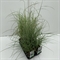 Мискантус микс 30/17 (Nieuwkoop Europe) 42488 - фото 104458