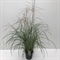 Мискантус китайский "Flamingo" 70/23 (Nieuwkoop Europe) 42494 - фото 104464