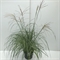 Мискантус китайский "Flamingo" 70/29 (Nieuwkoop Europe) 42495 - фото 104465