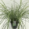 Мискантус китайский "Little Zebra" 50/23 (Nieuwkoop Europe) 42505 - фото 104475