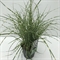 Мискантус китайский "Little Zebra" 30/17 (Nieuwkoop Europe) 42506 - фото 104476
