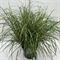 Мискантус китайский "Little Zebra" 60/29 (Nieuwkoop Europe) 42507 - фото 104477
