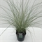 Мискантус китайский "Morning Light" 70/23 (Nieuwkoop Europe) 42513 - фото 104483