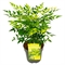 Нандина домашняя "magical lemon and lime" 40/19 (Nieuwkoop Europe) 42557 - фото 104562