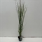 Просо прутьевидное "Northwind" 80/23 (Nieuwkoop Europe) 42629 - фото 104633