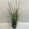 Просо прутьевидное "Prairy Sky" 70/23 (Nieuwkoop Europe) 42630 - фото 104634
