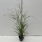 Просо прутьевидное "Prairy Sky" 30/17 (Nieuwkoop Europe) 42632 - фото 104636