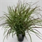 Просо прутьевидное "Sangria" 40/23 (Nieuwkoop Europe) 42633 - фото 104637