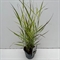 Просо прутьевидное "Sangria" 30/17 (Nieuwkoop Europe) 42634 - фото 104638