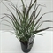 Просо прутьевидное "Squaw" 30/17 (Nieuwkoop Europe) 42635 - фото 104639