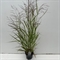 Просо прутьевидное "Squaw" 70/19 (Nieuwkoop Europe) 42636 - фото 104640