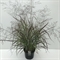 Просо прутьевидное "Squaw" 90/29 (Nieuwkoop Europe) 42638 - фото 104642