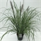 Пеннисетум "Red Head" 70/23 (Nieuwkoop Europe) 42645 - фото 104649