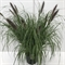Пеннисетум "Viridescens" 90/29 (Nieuwkoop Europe) 42650 - фото 104654