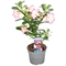 Адениум тучный "pink star" розовый (Nieuwkoop Europe) 42664 - фото 104671