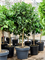 Цитрус Аурантифолия Лайм 200/55 (Nieuwkoop Europe) 42668 - фото 104675