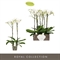 Фаленопсис 70/15 (Nieuwkoop Europe) 42689 - фото 104696