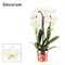 Фаленопсис Каскад 55/12 (Nieuwkoop Europe) 42693 - фото 104700