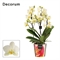 Фаленопсис 35/12 (Nieuwkoop Europe) 42696 - фото 104703