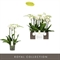 Фаленопсис 60/15 (Nieuwkoop Europe) 42710 - фото 104717