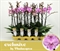 Фаленопсис Лаура 60/12 (Nieuwkoop Europe) 42716 - фото 104723