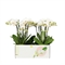 Фаленопсис мультифлора "flower power" 40/12 (Nieuwkoop Europe) 42759 - фото 104766