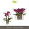 Фаленопсис мультифлора "optifriend purple" 25/7 (Nieuwkoop Europe), 42767 42767 - фото 104774
