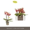 Фаленопсис мультифлора "optifriend red" 25/7 (Nieuwkoop Europe) 42768 - фото 104775