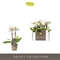Фаленопсис мультифлора "optifriend white" 25/7 (Nieuwkoop Europe), 42769 42769 - фото 104776