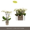 Фаленопсис мультифлора "optifriend white" 25/7 (Nieuwkoop Europe), 42770 42770 - фото 104777