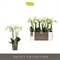 Фаленопсис мультифлора optimost "Amabilis Starrion" 45/12 (Nieuwkoop Europe), 42773 42773 - фото 104780