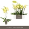 Фаленопсис Оптистар "anthura ferrara" 60/12 (Nieuwkoop Europe) 42789 - фото 104796
