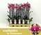 Фаленопсис Ромбли 60/12 (Nieuwkoop Europe) 42798 - фото 104805
