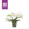 Фаленопсис "bo collection" 40/12 (Nieuwkoop Europe) 42800 - фото 104807